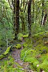 Vibrant green beech forest and moss along a trail