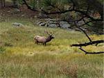 Elk grazing in Rocky Mountain National Park.