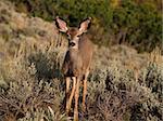 Wild mule deer fawn in Colorado