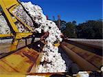 A load of cotton being dumped from a boll buggy.