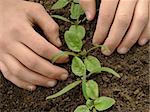 hands loosen young spinach seedlings