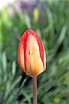 tulip