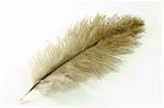 Bird feather isolated on a white background