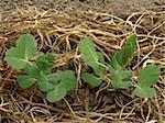 peas seedlings growing on vegetable bed with mulch scattered between them for keeping water and improving soil