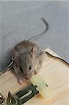 Mouse trap with real mouse catched eating cheese