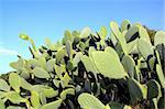 chumbera nopal cactus plant blue sky mediterranean plants