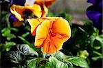 orange flower on the green grass background