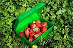 fresh strawberries in the green box on the ground