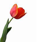 Tulip isolated on white background