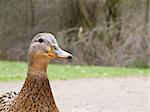 female mallard duck - Anas platyrhynchos in spring on land