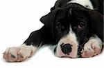 Great Dane puppy is resting on white background.