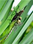 female southern hawker, Aeshna cyanea, dragonfly just emerged from the nymph-cuticle