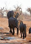 Herd of Large African elephants (Loxodonta Africana) in savanna in Botswana