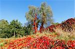 Vibrant autumnal colors