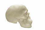 human skull on white background