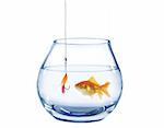 gold fish and artificial fly on white background