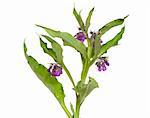 Comfrey, Symphytum officinale, is a medicinal herb