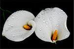 Two callas with drops