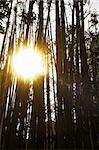 backlit bamboo forest with sun on frame and flare