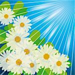 White camomiles in the sunshine. Vector illustration. Vector art in Adobe illustrator EPS format, compressed in a zip file. The different graphics are all on separate layers so they can easily be moved or edited individually. The document can be scaled to any size without loss of quality.