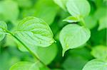 Beautiful Fresh Leaves with Water drops as backgraund