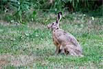 Brown Hare sits quietly in the grass