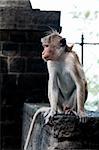Portrait of wild smart monkey with clever and calm look on wall