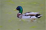 male duck swimming on the lake surface