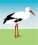 Illustration of stork - vector