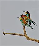 rainbow birds family rest on the sky background