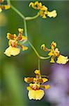 Selection beautiful orchid on blur background. Selective focus.