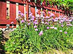 flowering chives near the wooden garden fences