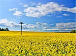 Fresh yellow flowering oil-seed rape field under blue sky