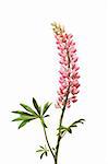 Closeup of pink lupine with long stem on white background