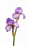Stem of two purple and white plicata flowers of bearded iris (Iris germanica) isolated against a white background