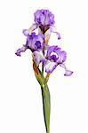 Stem of three purple and white plicata flowers of bearded iris (Iris germanica) isolated against a white background