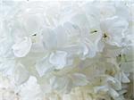 background of white flowers from syringa, lilac