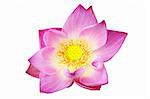 Rosa Lotusblume isoliert