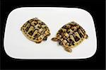 two  baby's Hermann's tortoise on white plate isolated on black