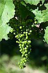 Small Green Grapes on wine plant in Vineyard