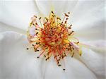 White rose flower. Super macro photo of the rose petals, stamens and pistil