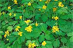 Overgrown of wild celandine. Flowering Period: Spring-Autumn