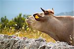 Photo of white cow on meadow