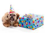 A Shitzu Poodle mix laying beside a birthday present wearing a hat