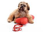 A Shitzu Poodle mix laying on a pillow with leash