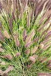 Closeup view of grass blades