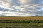 Wheat field in grassland of Hulun Buir League of Inner-Mongolia, China