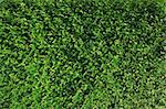 leaf fence texture