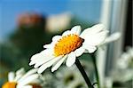 Zoomed photo of chamomile head on feculent background