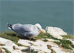Herring Gulls resting on a cliff face